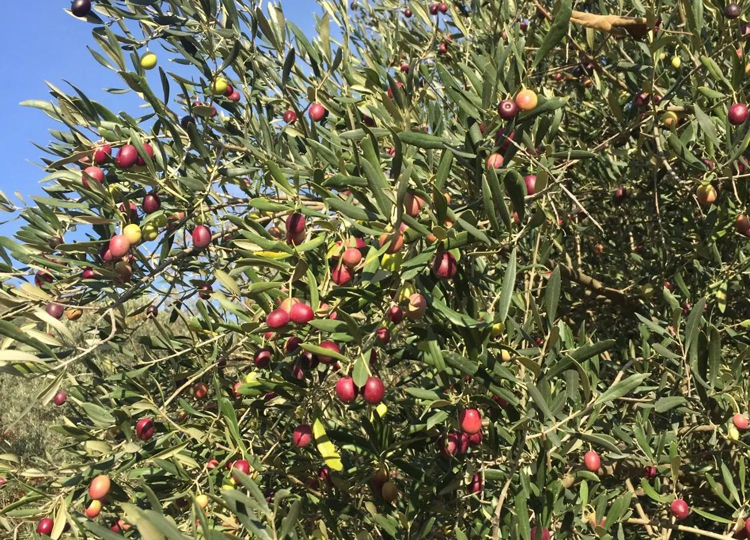 Gite Marie Dolce Via Ardeche Vallee De L'Eyrieux Chalencon